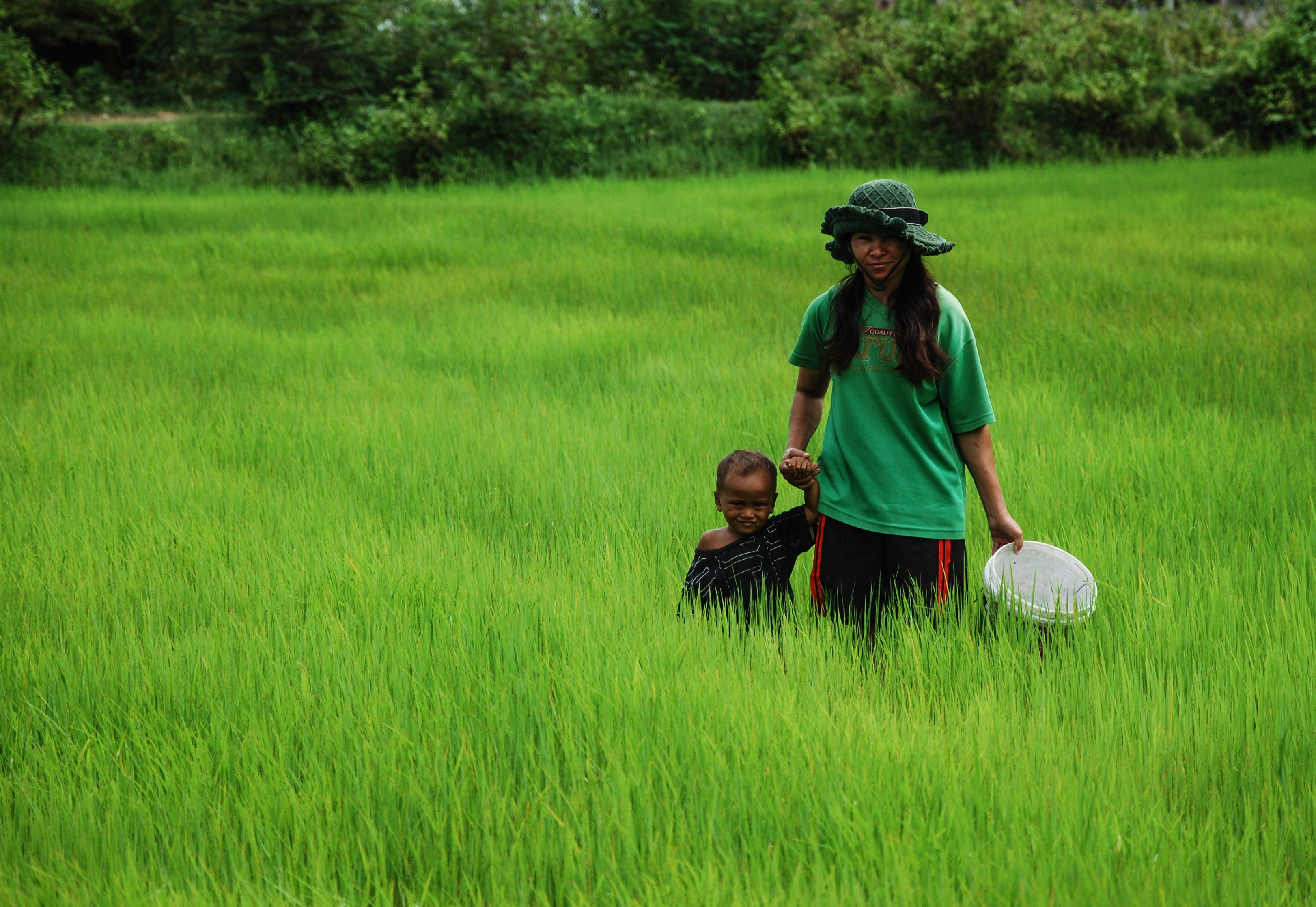 Farmers working together in Kampot rice fields