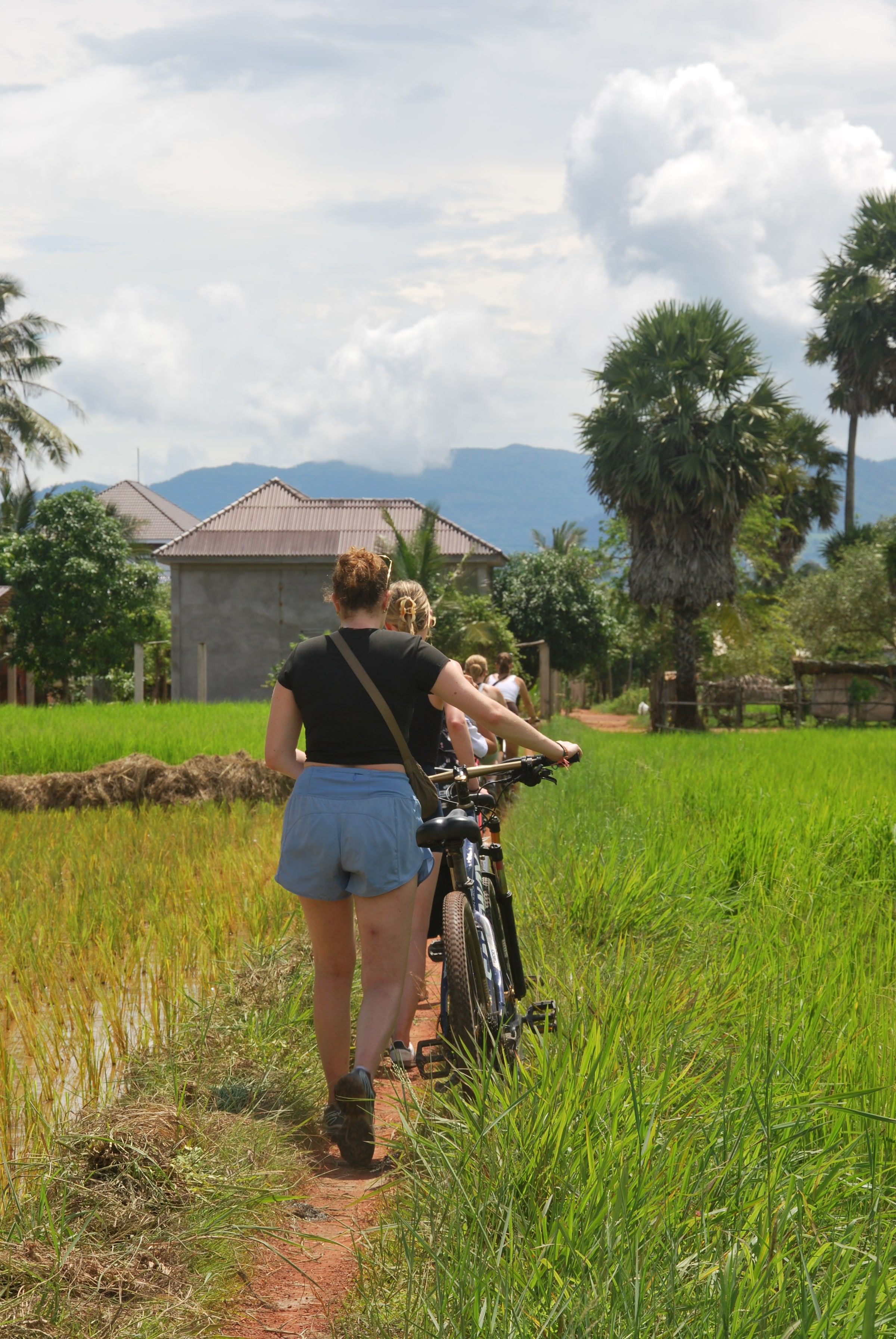 Guests walking their bicycles on a grass path between bright green rice paddies