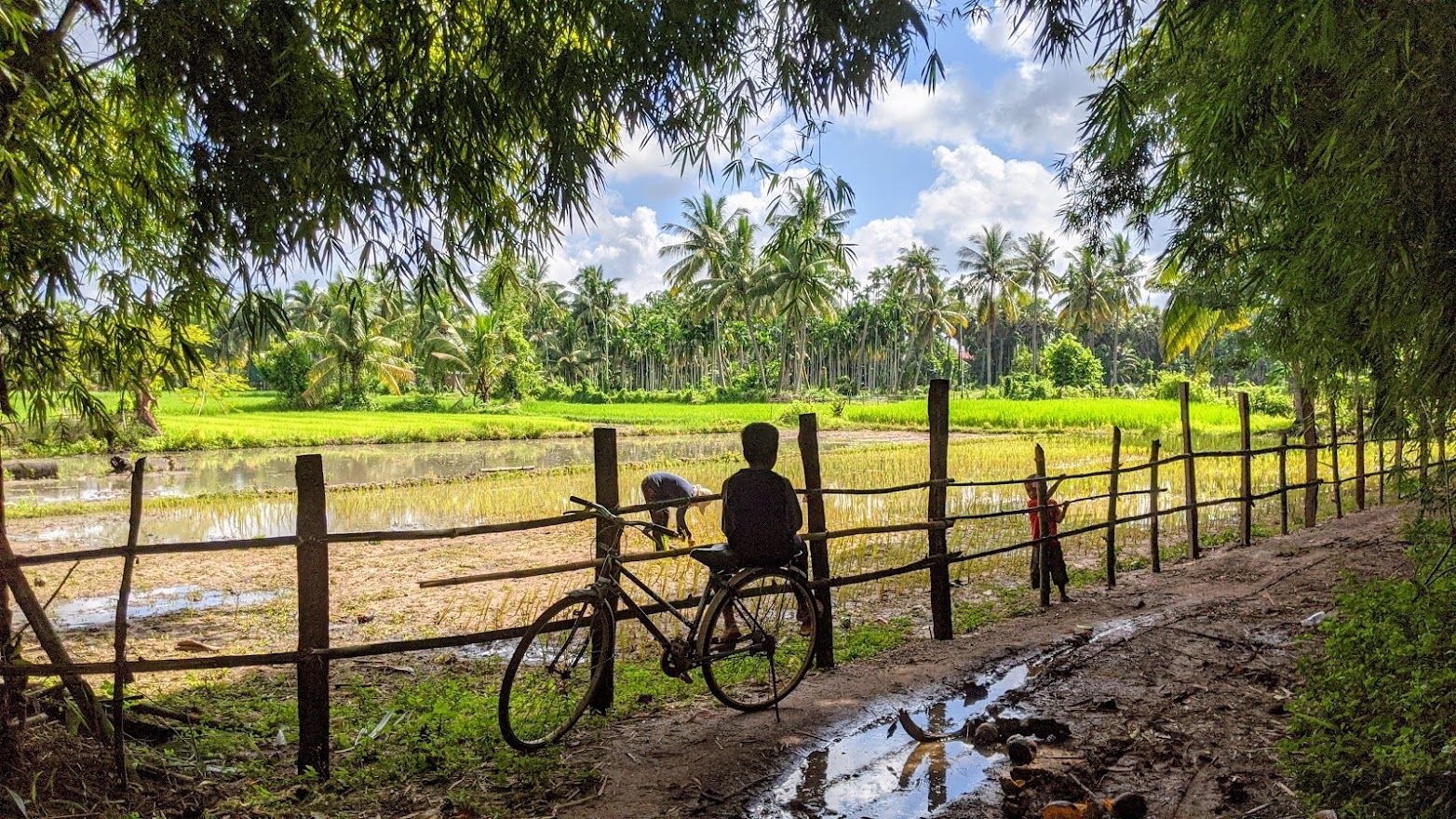 A bicycle leaning on a wooden fence in front of bright green rice paddies and sugar palms in the Kampot countryside