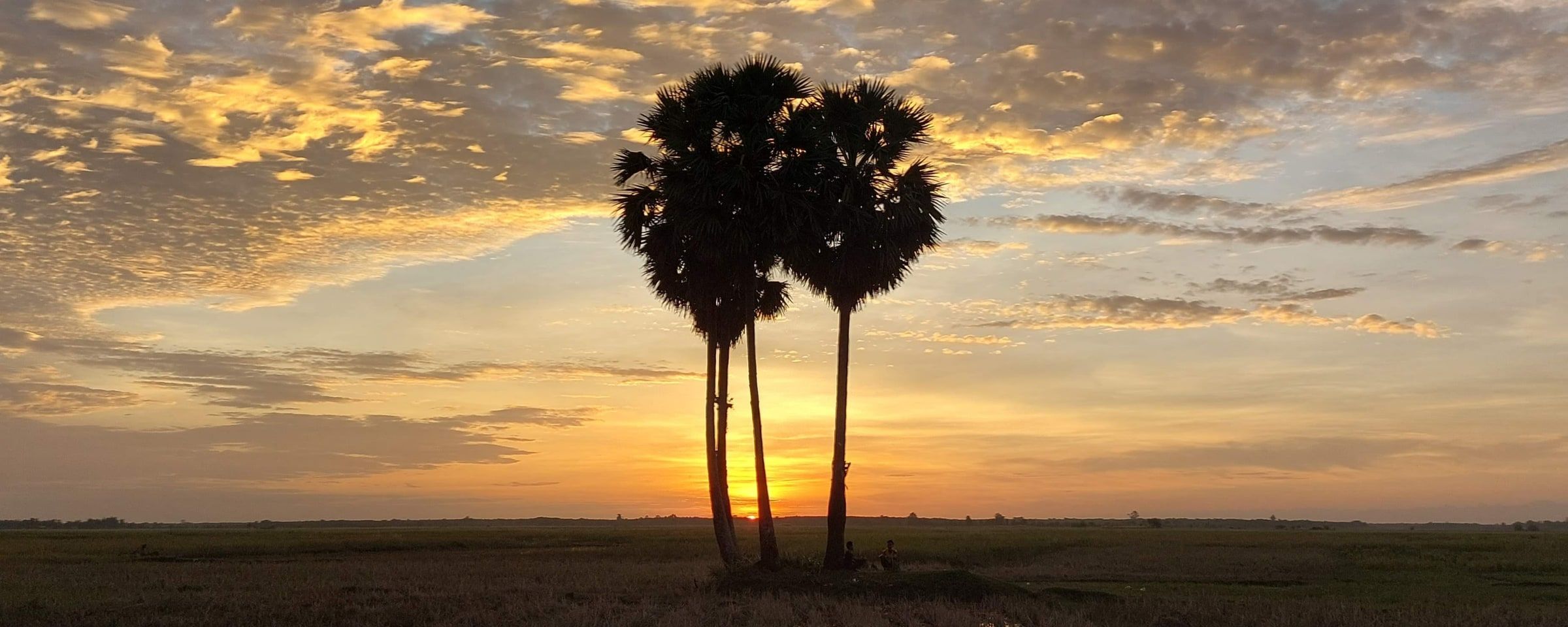 Three sugar palms silhouetted against an orange sunset over the rice fields